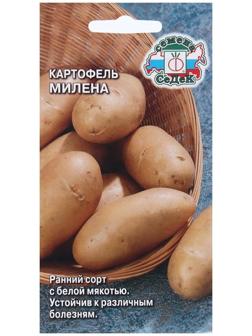 Семена Картофель  