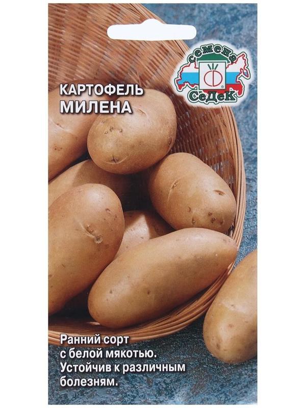 Семена Картофель  