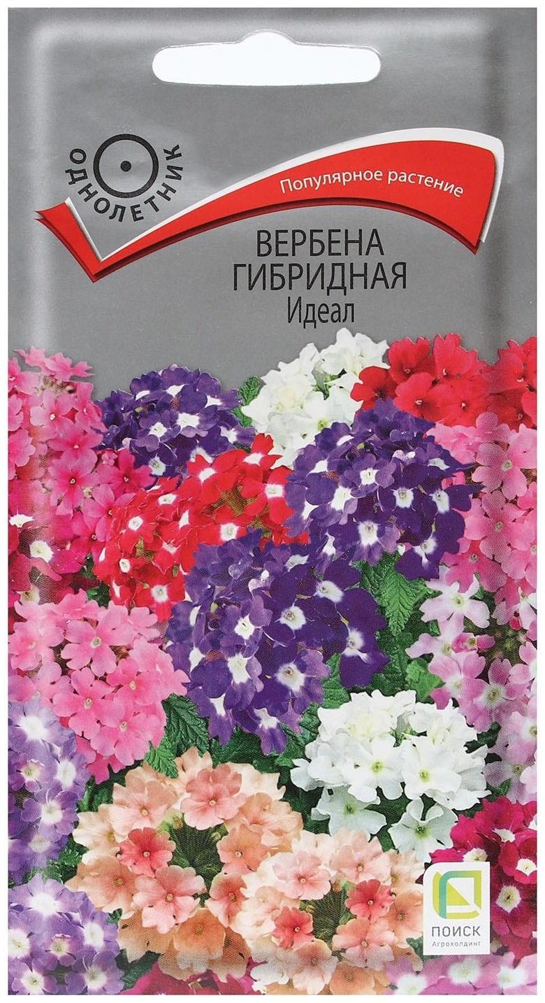 Семена цветов Вербена 