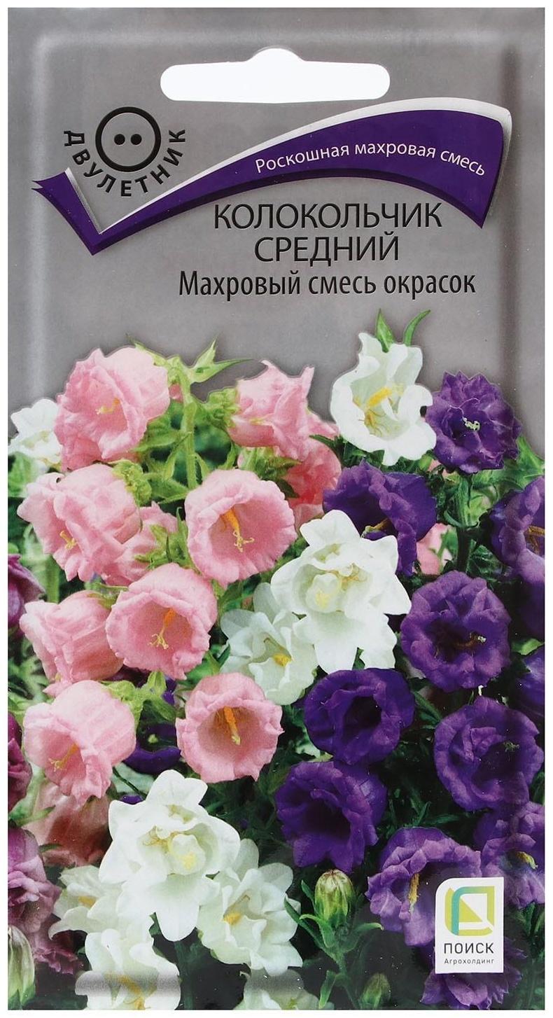 Семена цветов Колокольчик средний 