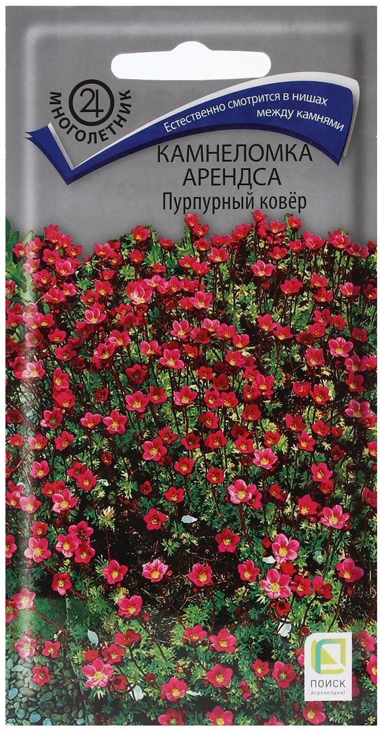 Семена цветов Камнеломка 