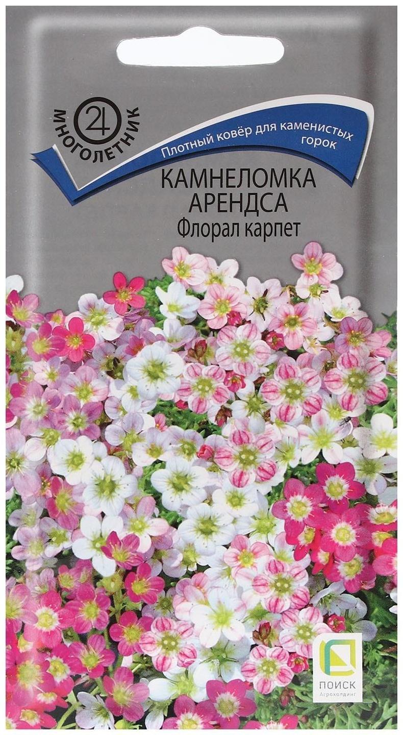 Семена цветов Камнеломка 