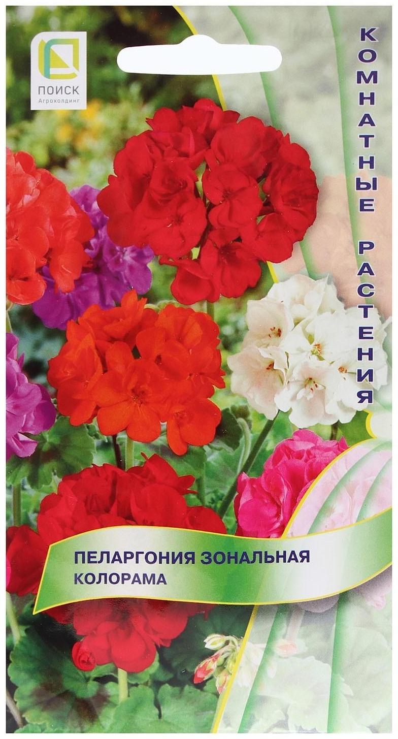Семена цветов Пеларгония зональная 