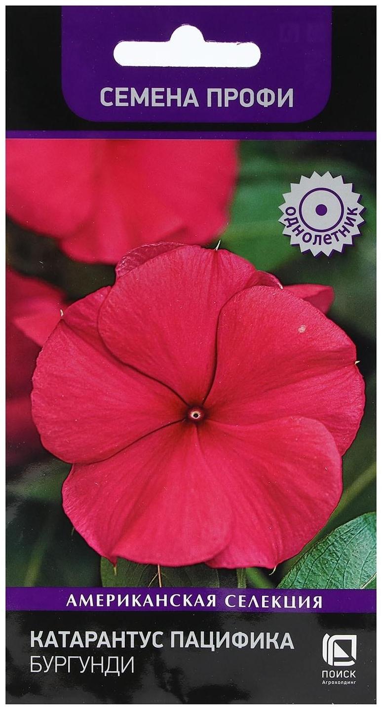 Семена цветов Катарантус Пацифика  