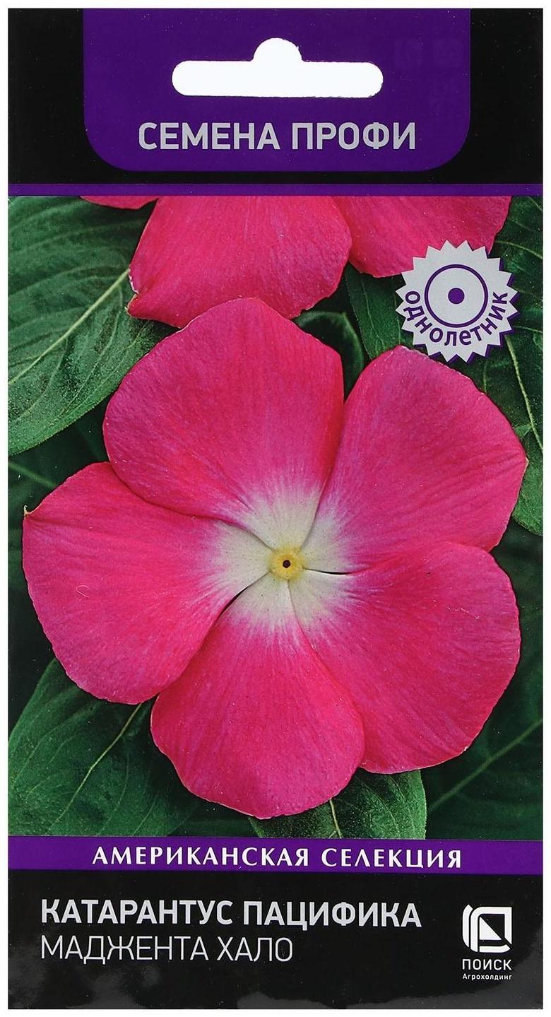 Семена цветов Катарантус Пацифика  