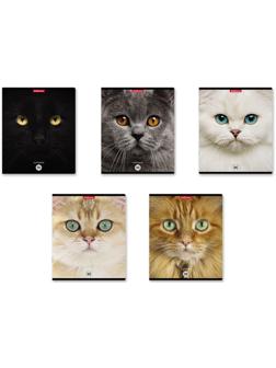 Тетрадь 96л кл ErichKrause Cats, матовая ламинация / Микс 1 шт.