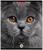 Тетрадь 96л кл ErichKrause Cats, матовая ламинация / Микс 1 шт.