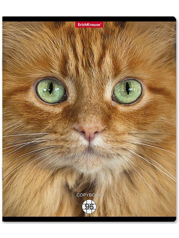 Тетрадь 96л кл ErichKrause Cats, матовая ламинация / Микс 1 шт.