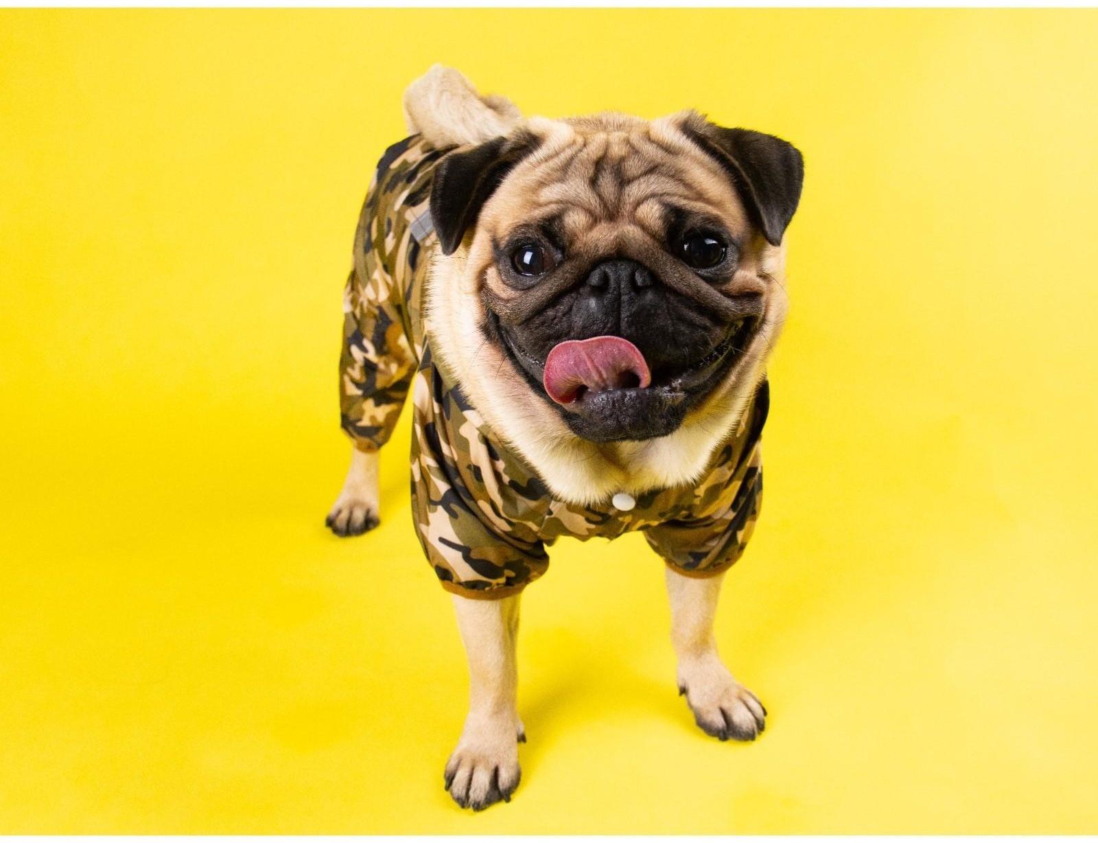 Комбинезон для собак, демисезонный с подкладом, размер ХS (ДС 22, Ог 34 см), камуфляжный