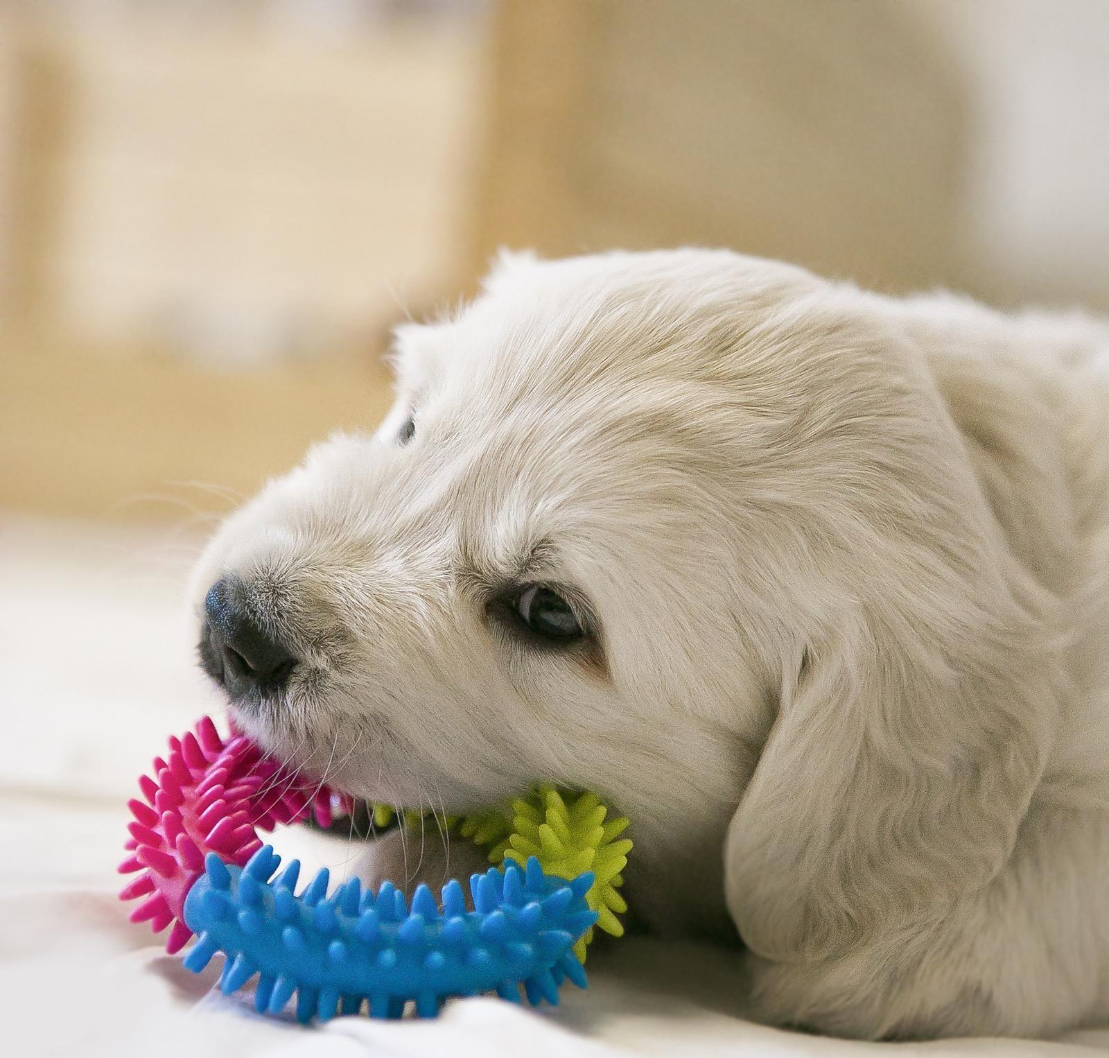 Игрушка жевательная для собак 