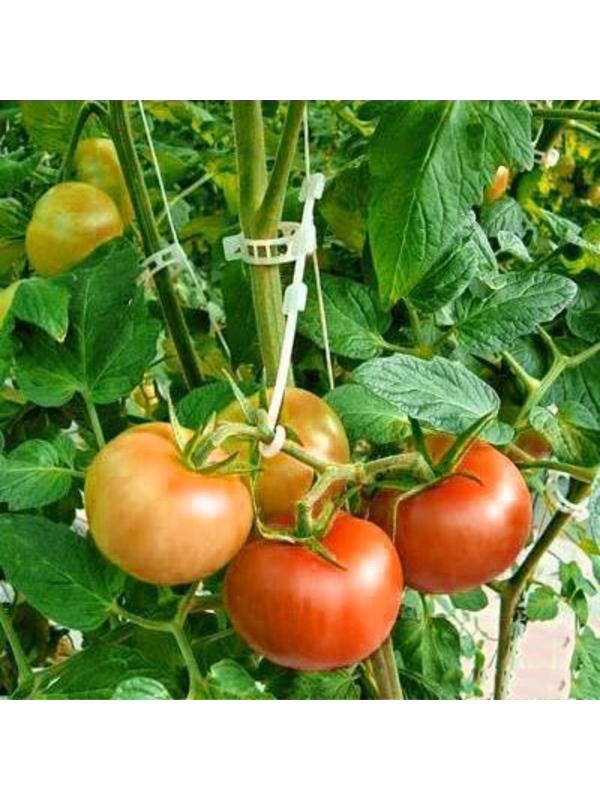 Клипса садовая, d = 23 мм, набор 50 шт., Greengo