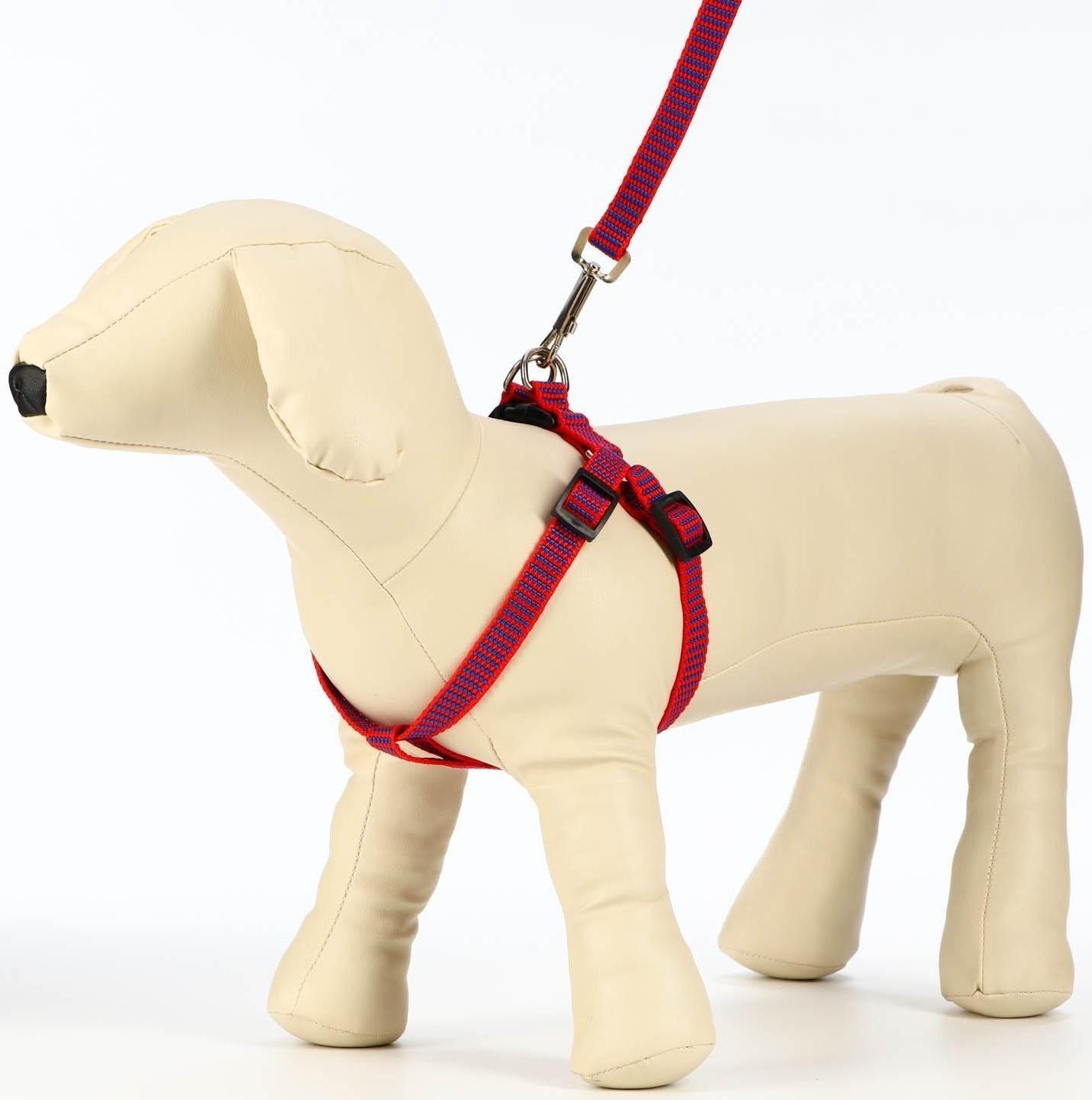 Комплект амуниции рельефный, 1,5 см, шлейка 36-49 см, поводок 120 см, красно-синий