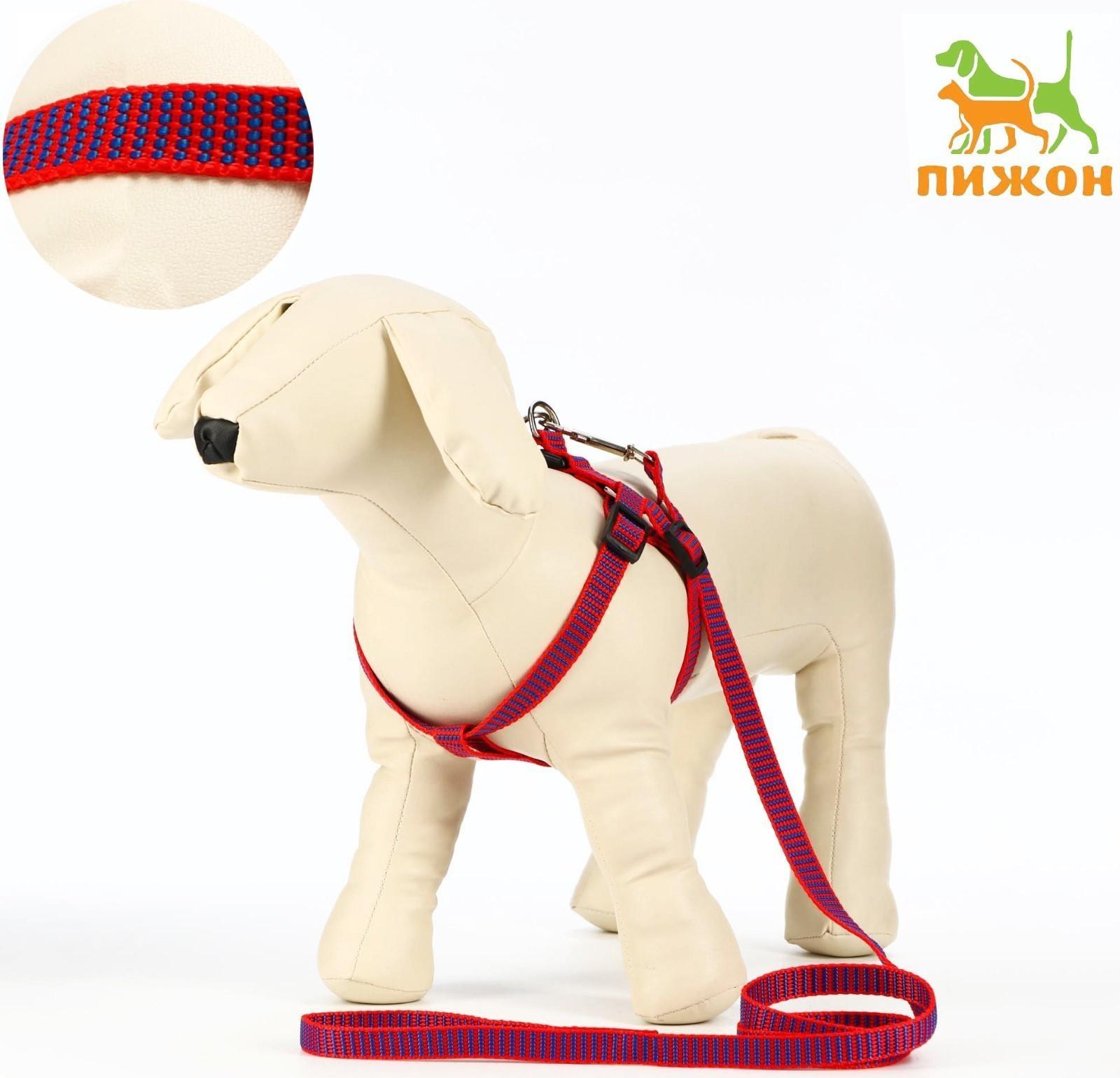 Комплект амуниции рельефный, 1,5 см, шлейка 36-49 см, поводок 120 см, красно-синий