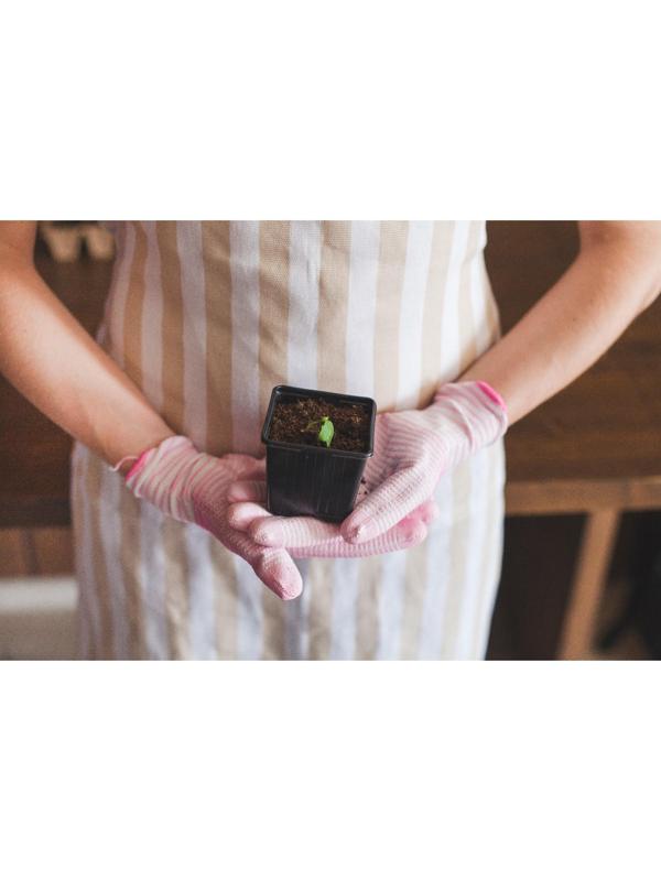 Горшок для рассады, 180 мл, d = 7 см, h = 6 см, чёрный, Greengo