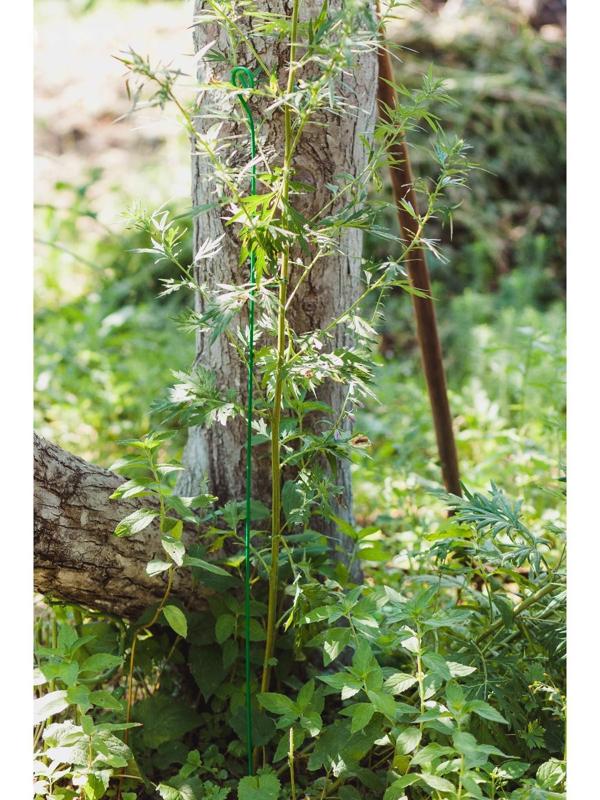 Колышек для подвязки растений, h = 60 см, d = 0.3 см, проволочный, зелёный, Greengo