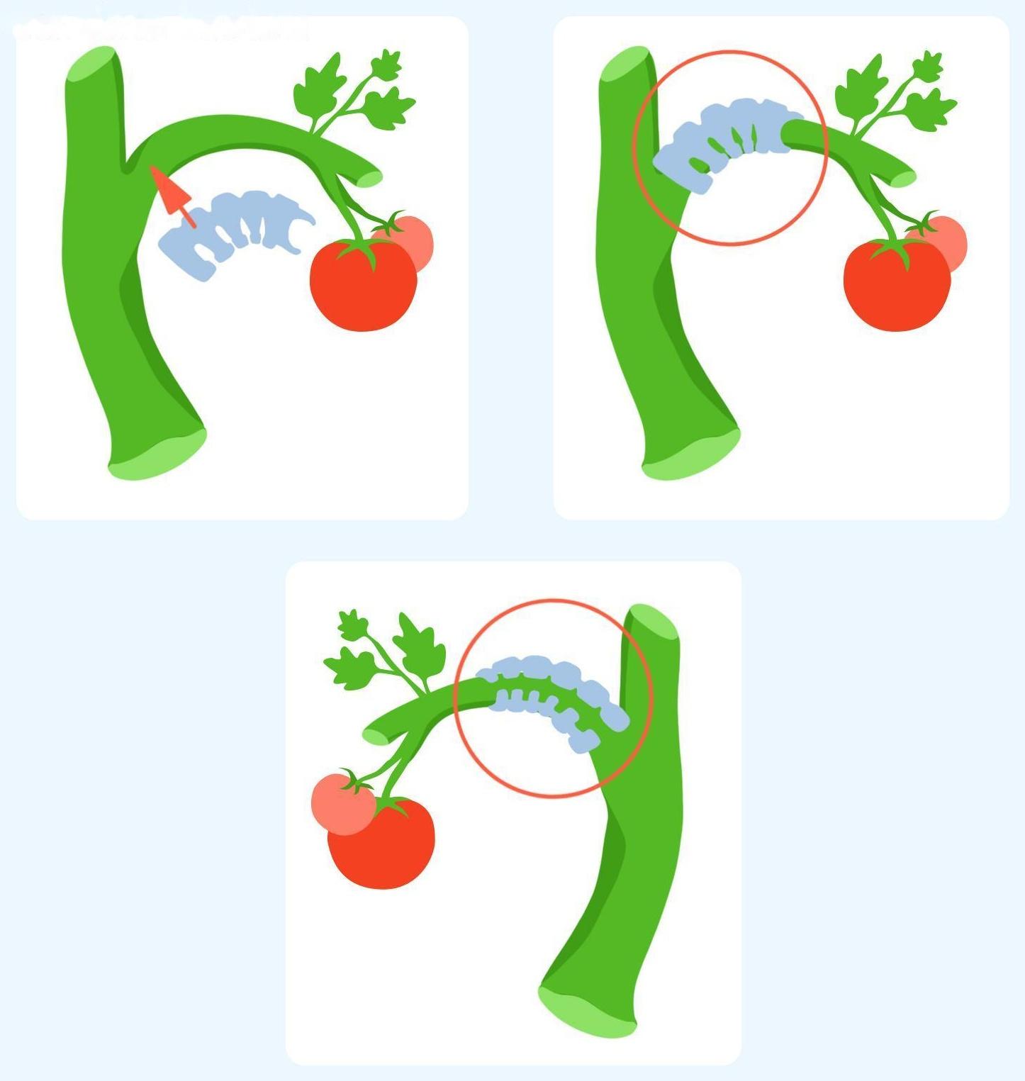 Кистедержатель, набор 50 шт., Greengo