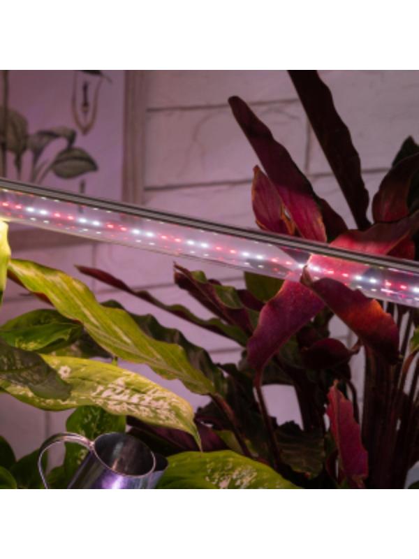 Фитолампа светодиодная, 9 Вт, 600 мм, IP20, полный спектр, бело-красная, «ЭРА»