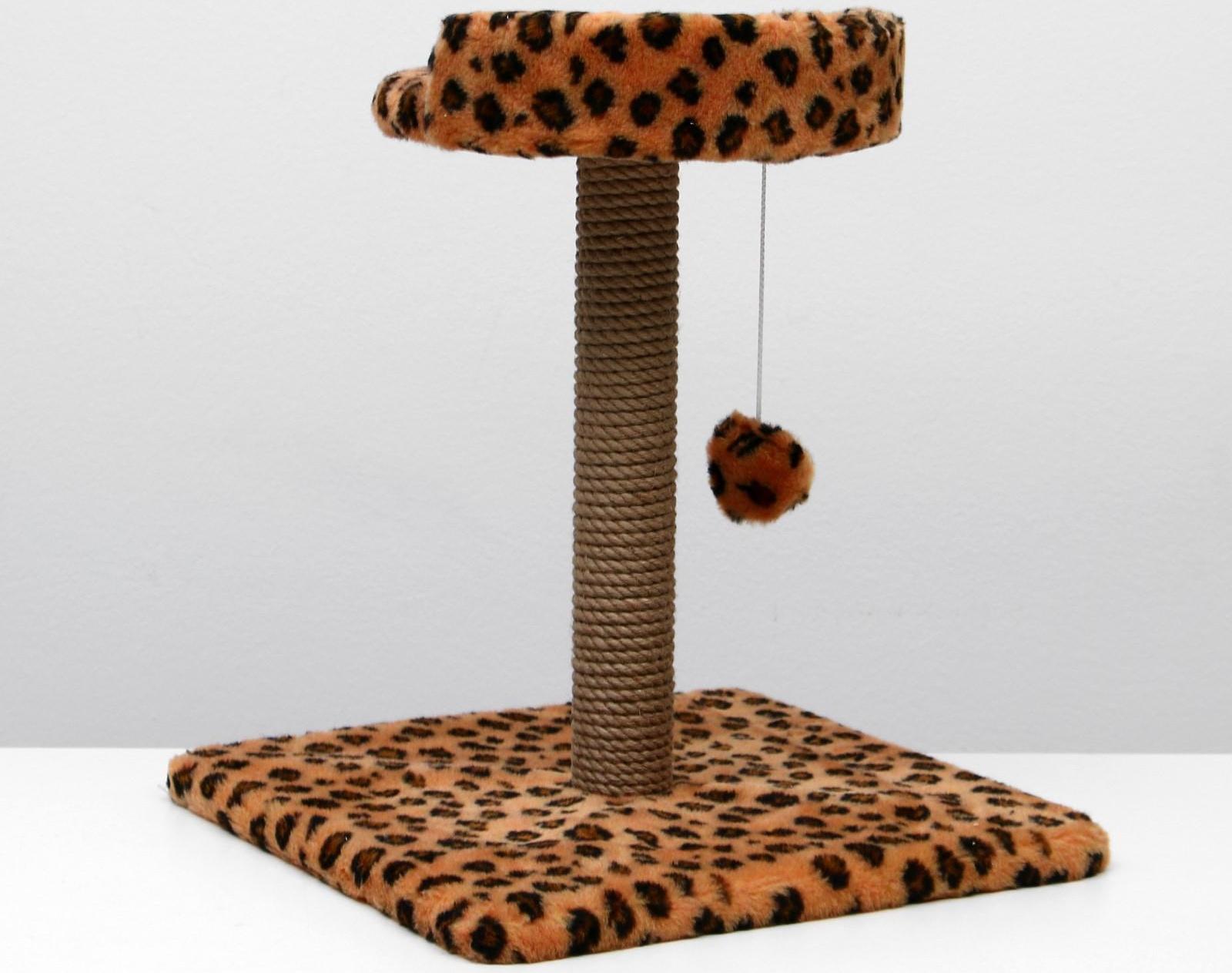 Когтеточка малая 