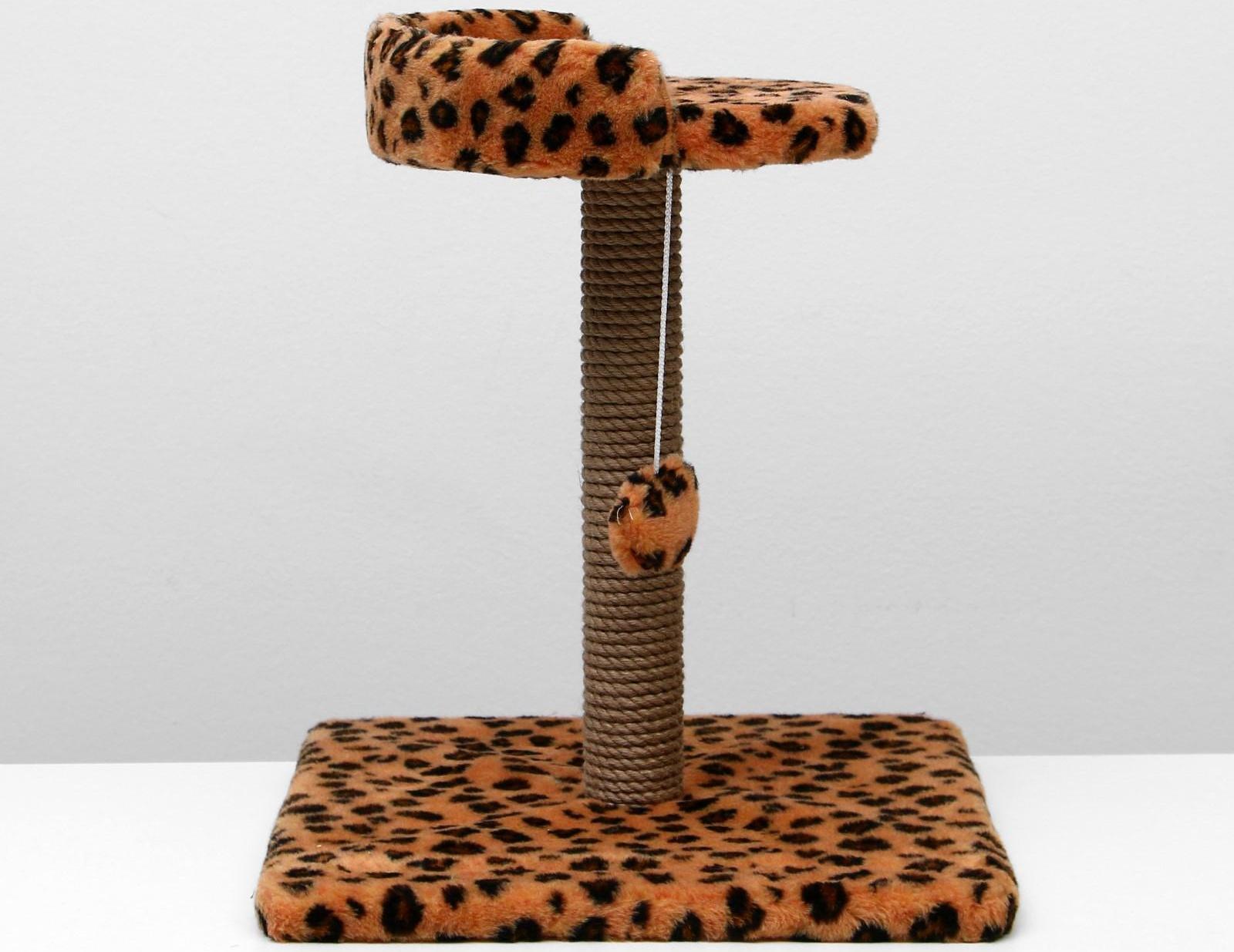 Когтеточка малая 