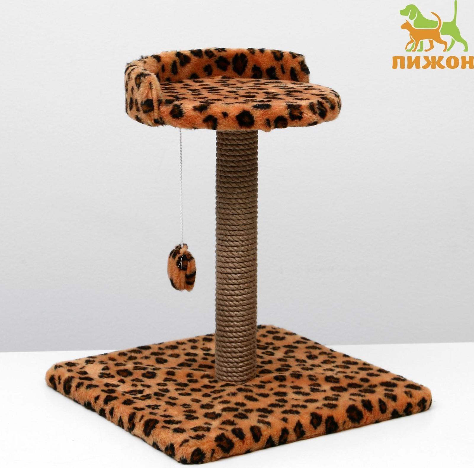 Когтеточка малая 