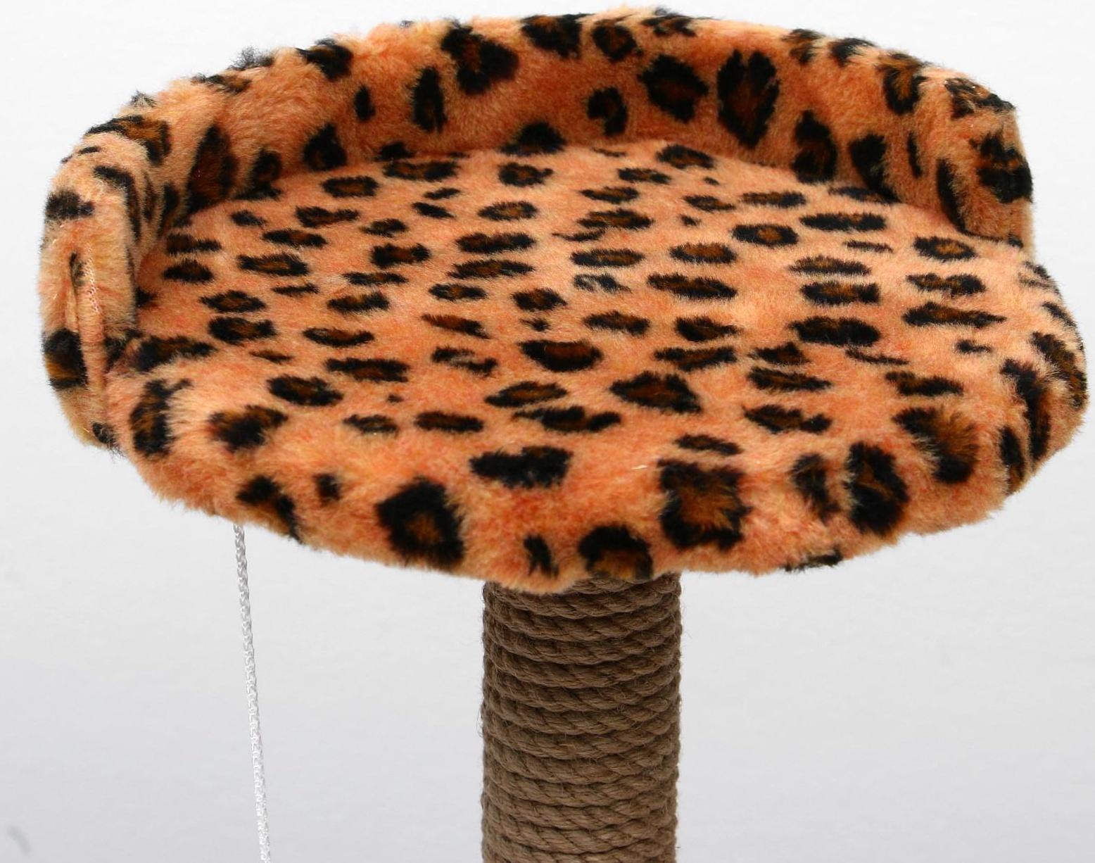 Когтеточка малая 