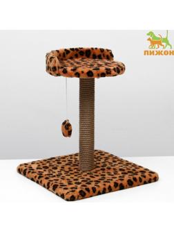 Когтеточка малая 