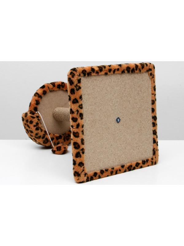 Когтеточка малая 