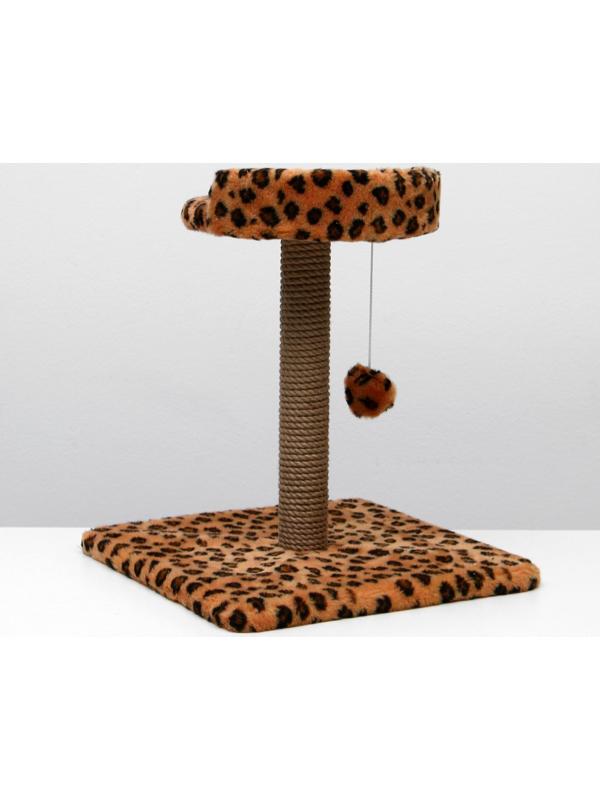 Когтеточка малая 