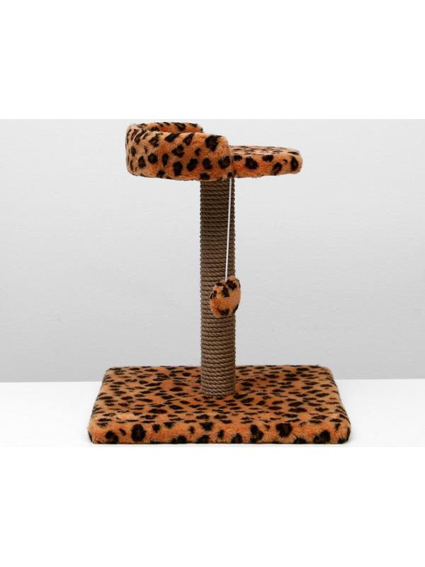 Когтеточка малая 