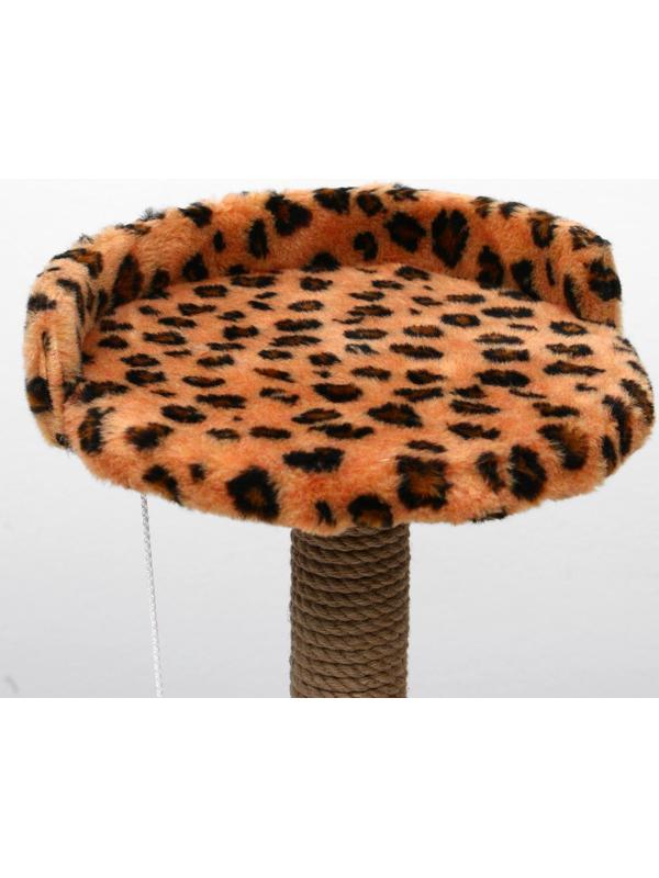 Когтеточка малая 