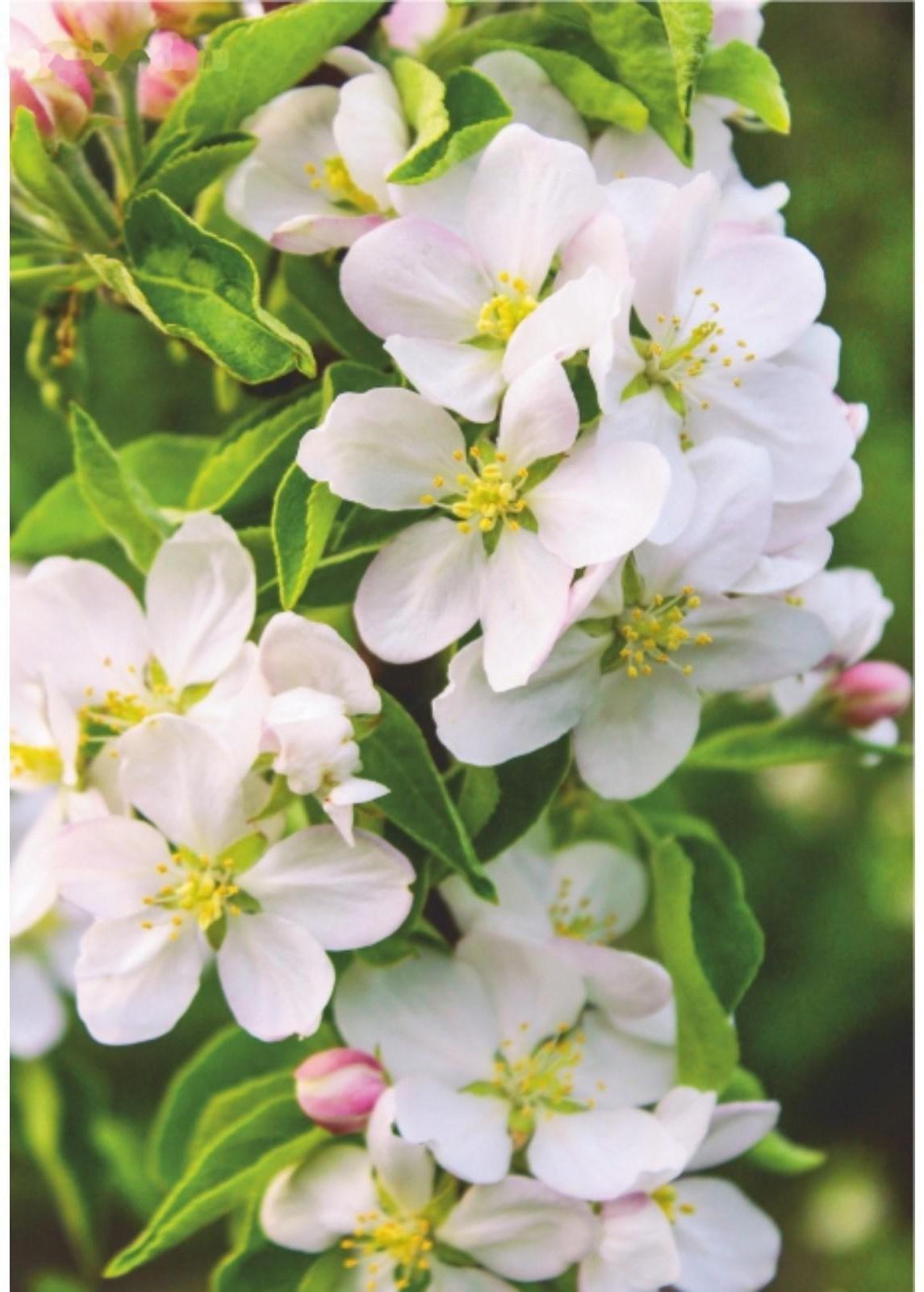 Фотообои B-015 Bellissimo 