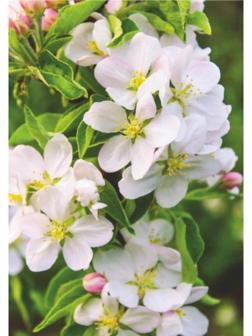 Фотообои B-015 Bellissimo 