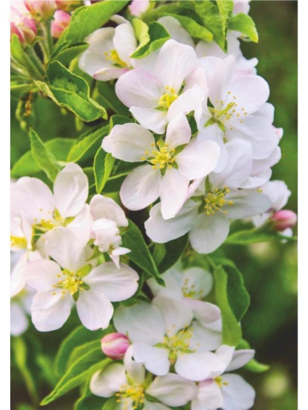 Фотообои B-015 Bellissimo 