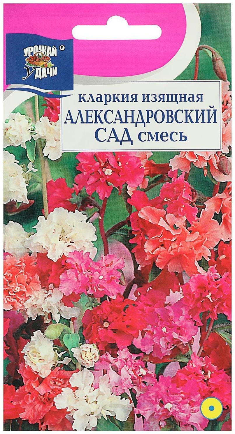 Семена цветов Цв Кларкия 