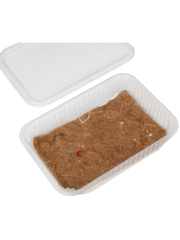 Набор для выращивания микрозелени: Капуста белокачанная, лоток, джутовый коврик