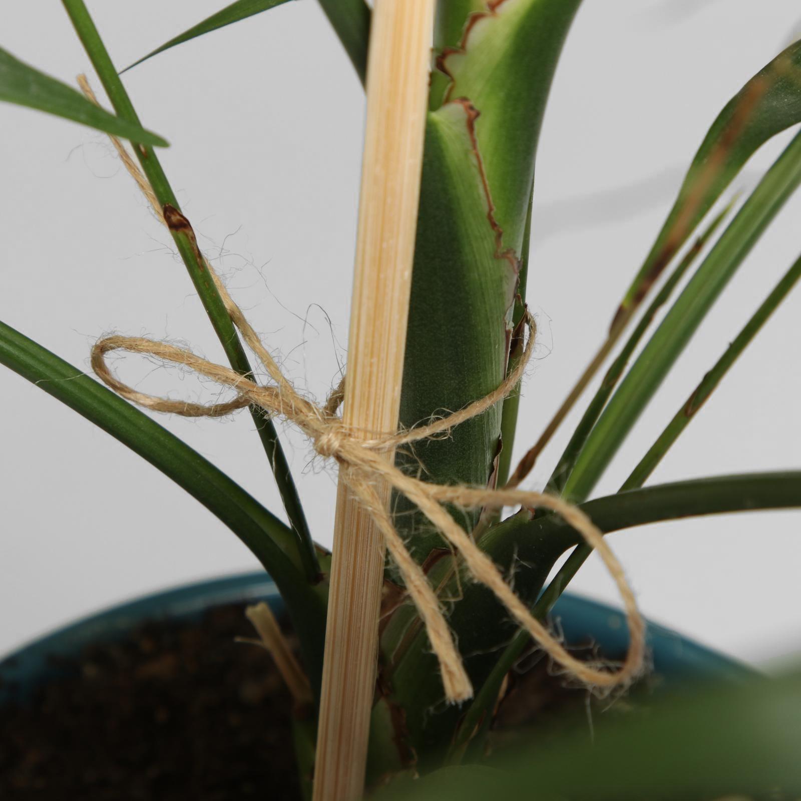 Шпагат для подвязки растений, 100 м, джут, Greengo