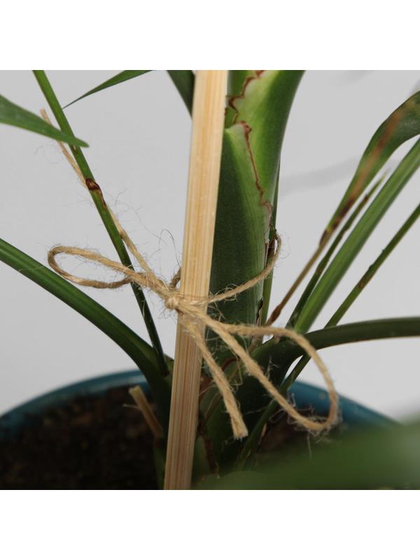 Шпагат для подвязки растений, 100 м, джут, Greengo