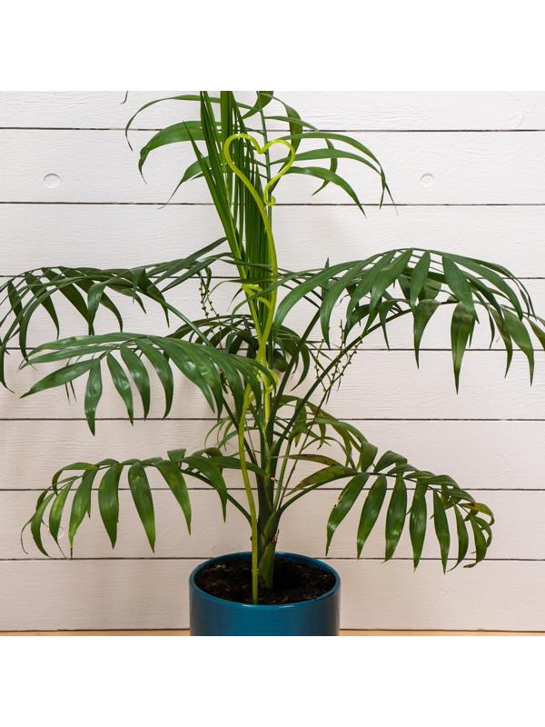 Поддержка для орхидей, h = 55 см, пластик, цвет МИКС, «Сердце»