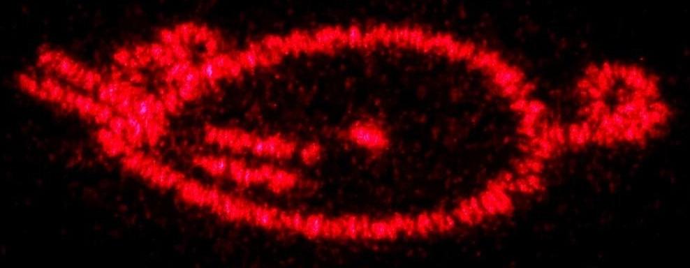 Лазерная указка, 5 видов луча, 3 LR44, красный луч, 6.8 х 1.3 см