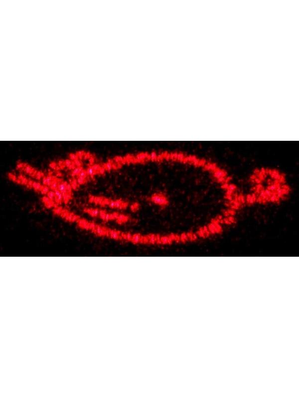 Лазерная указка, 5 видов луча, 3 LR44, красный луч, 6.8 х 1.3 см