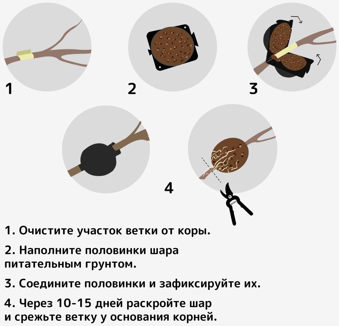 Шар для укоренения растений, d = 5,5 см, под ветку 0,5 см, чёрный