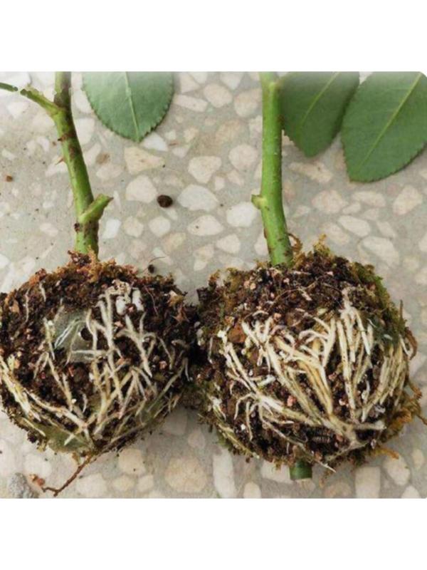 Шар для укоренения растений, d = 11,5 см, под ветку 1,6 см, чёрный