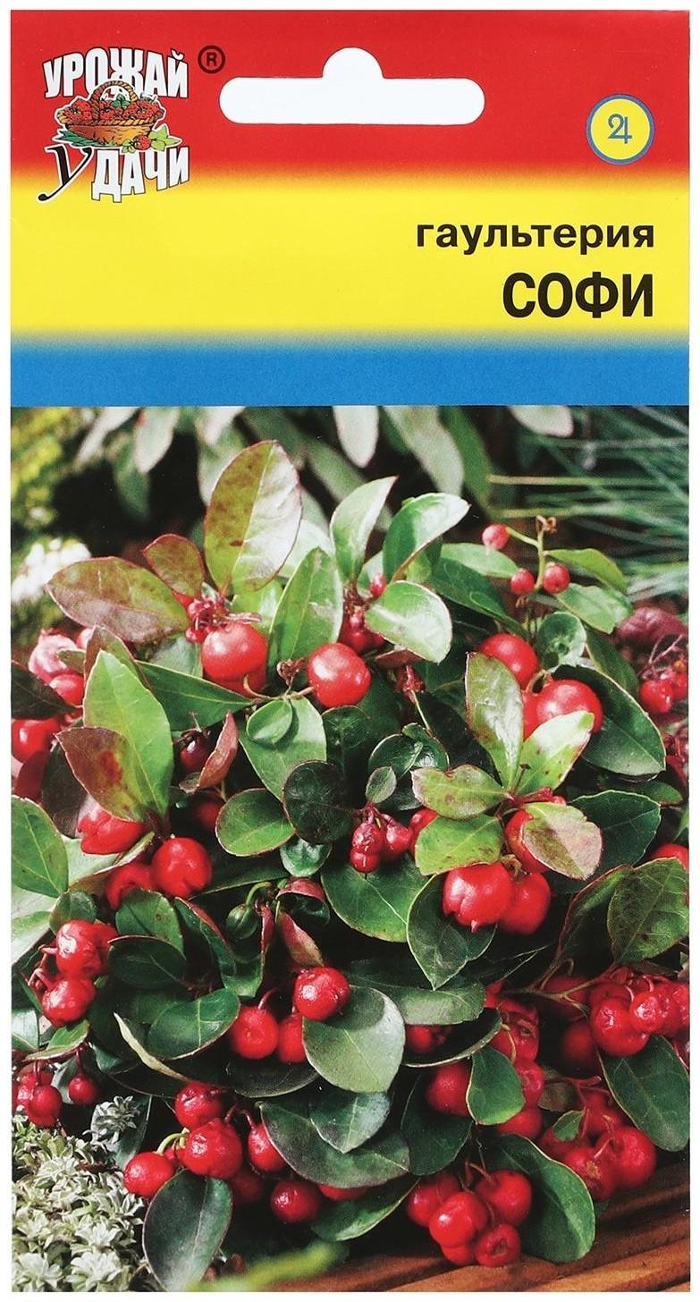 Семена цветов Гаультерия 