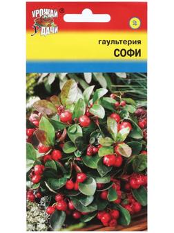 Семена цветов Гаультерия 