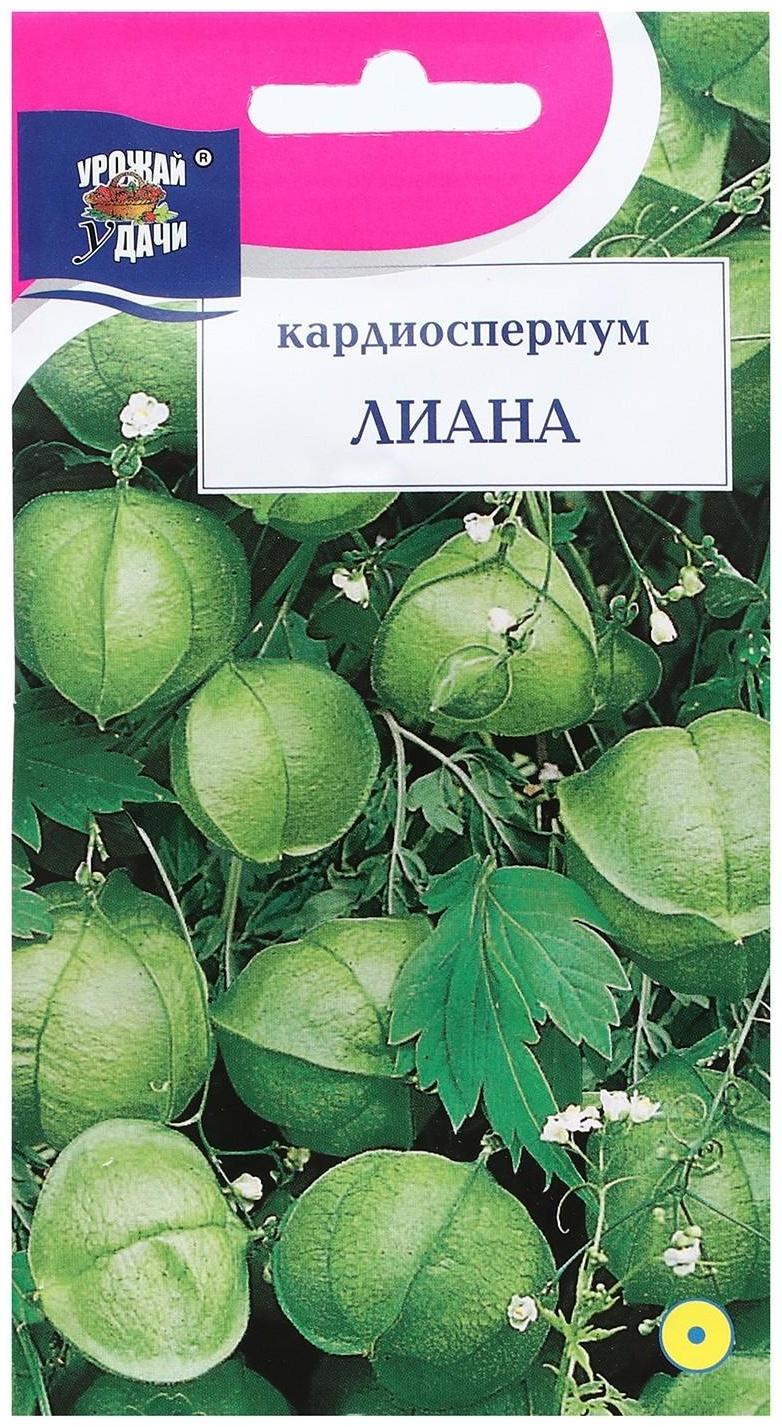 Семена цветов Кардиоспермум 