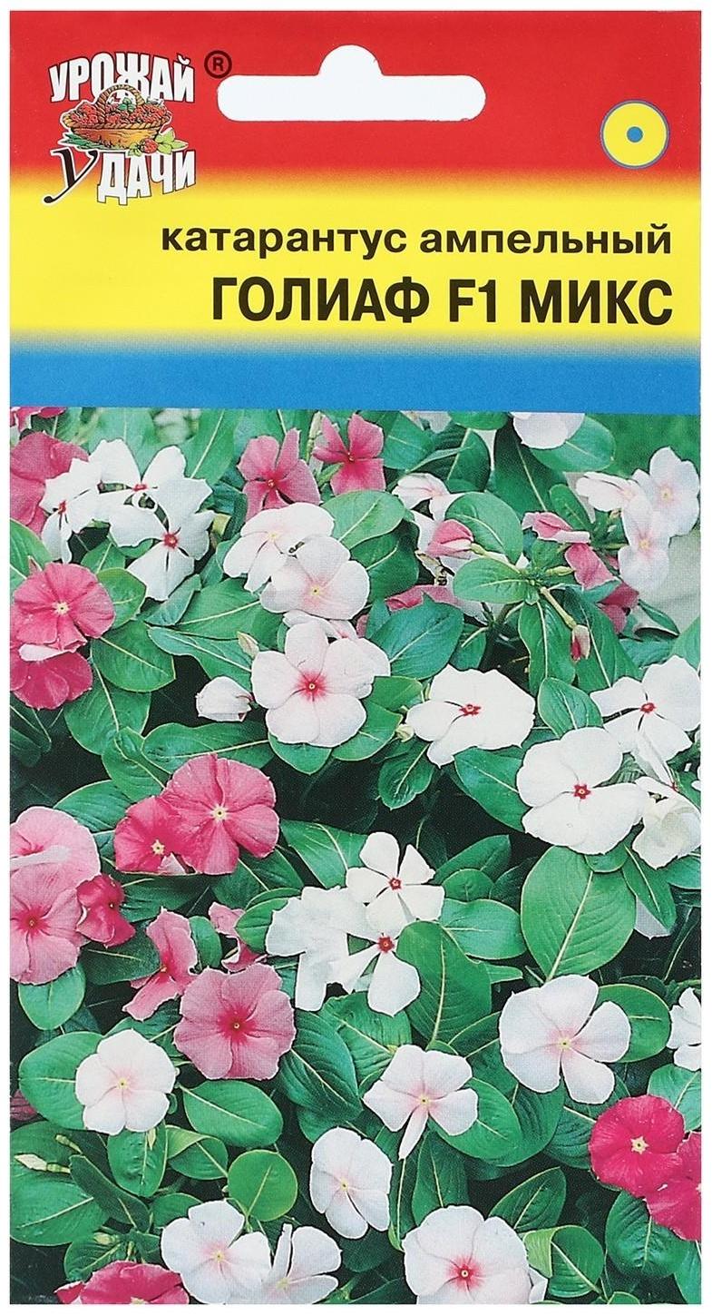 Семена цветов Катарантус 