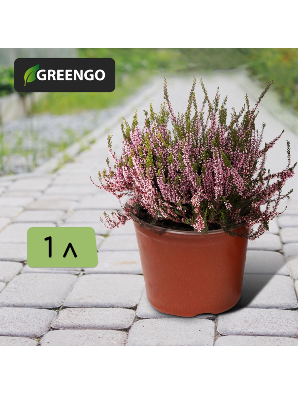 Горшок для рассады, 1 л, d = 12,5 см, h = 9,5 см, терракот, Greengo / 20 шт.