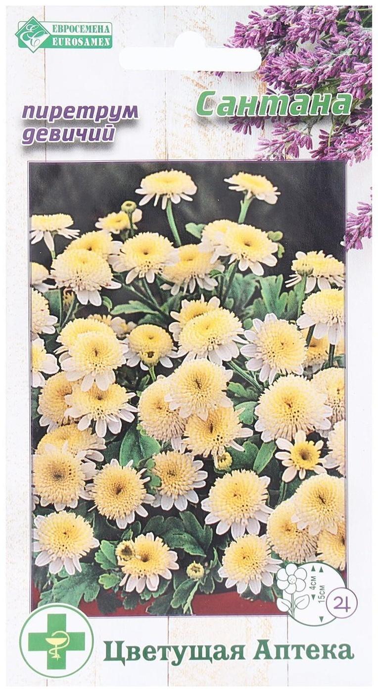 Семена Цветов Пиретрум девичий Сантана, 10 шт