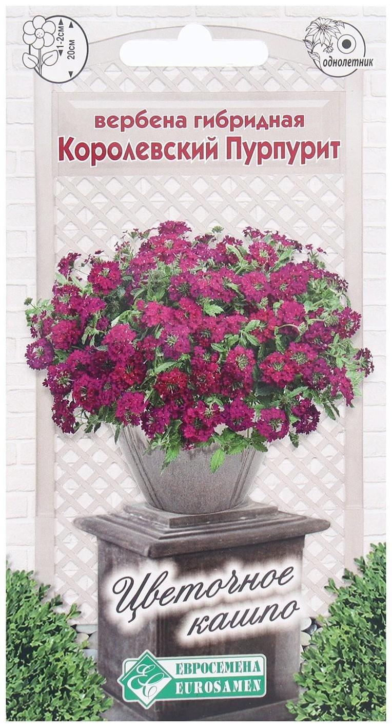Семена Цветов Вербена гибридная Королевский Пурпурит, 0,1 г