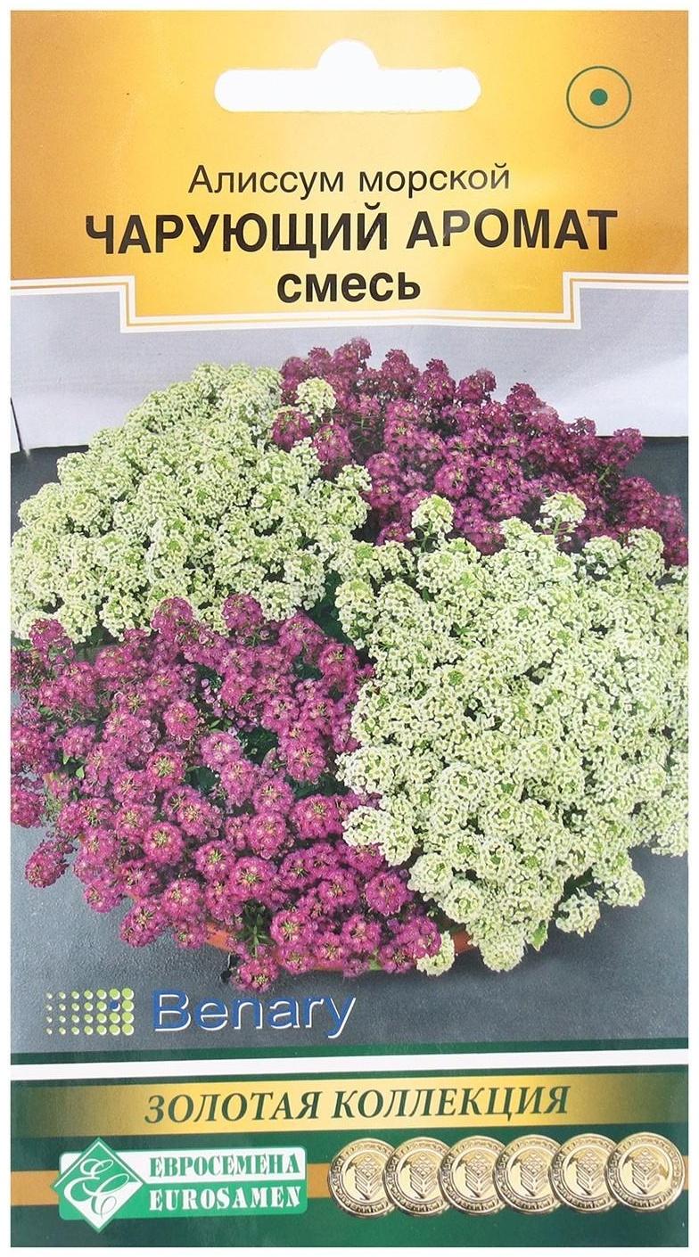 Семена Цветов Алиссум морской Чарующий Аромат, смесь, 10 шт
